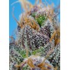 Strawberry Cola Sherbet F1 Fast Version